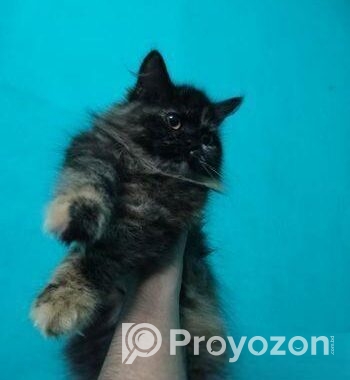 Pure Persian Long Coat Kitten
