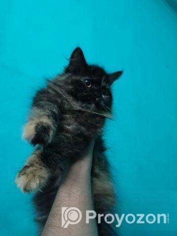 Pure Persian Long Coat Kitten