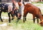 jora Khashi Baccha bikri korbo