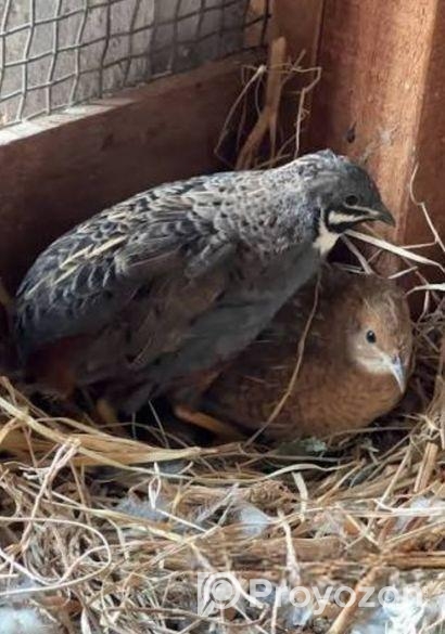 কিং কোয়েল পাখি বিক্রি করা হবে।