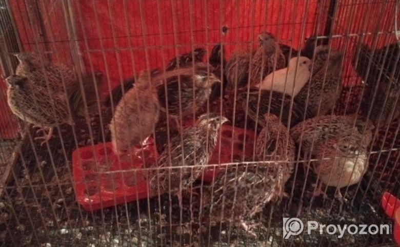 রানিং কোয়েল পাখি বিক্রি হবে।।