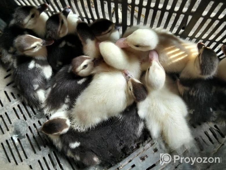 চিনা হাঁসের বাচ্চা