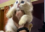 pure parshian cat odd eyes