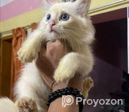 pure parshian cat odd eyes