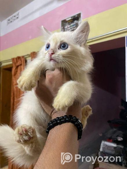 pure parshian cat odd eyes