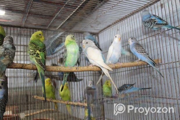 বাজরিগার পাখি