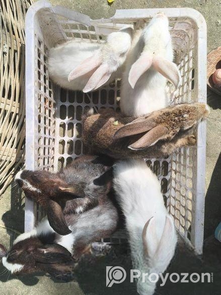 6 পিস খরগোশ বিক্রি করা হয়