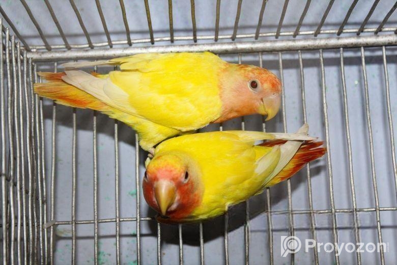 রেড হেড অপলাইন লাভবার্ড