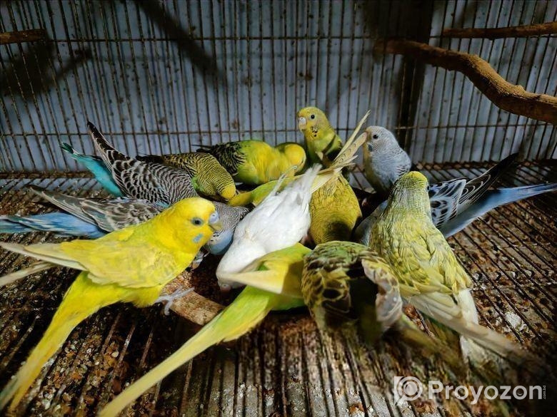 বাজরিগার পাখি