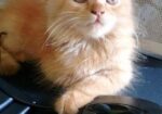 Traditional Persian Cat