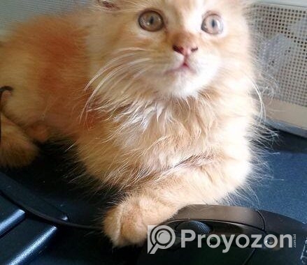 Traditional Persian Cat