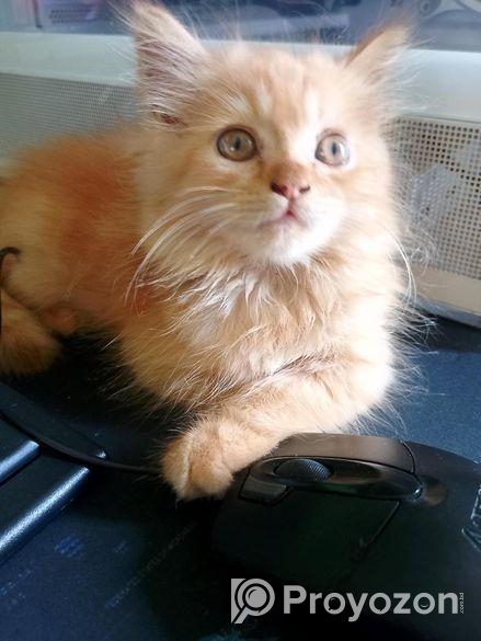 Traditional Persian Cat