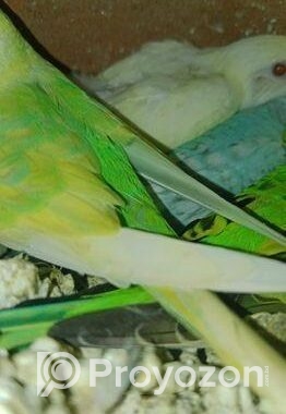 পাঁচটা বাচ্চা সহ রানিং