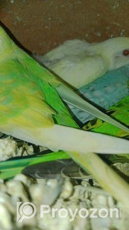 পাঁচটা বাচ্চা সহ রানিং