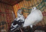 রানিং কবুতর
