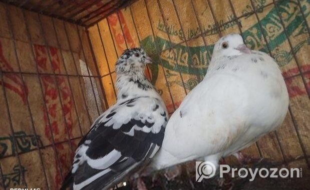 রানিং কবুতর