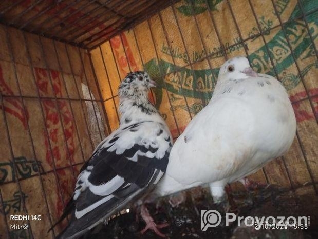 রানিং কবুতর