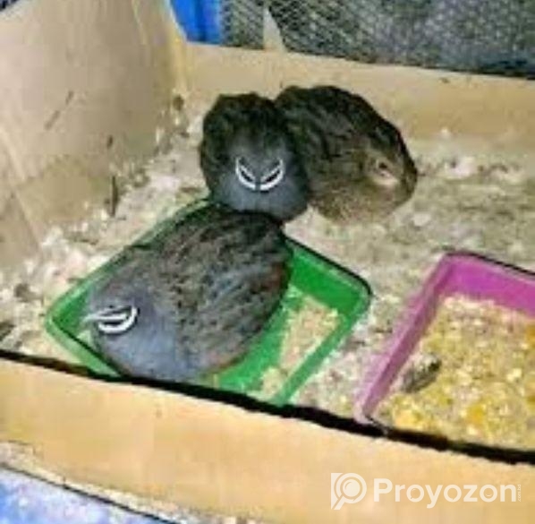 কিং কোয়েল পাখি বিক্রি করা হবে।