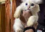 pure parshian cat odd eyes