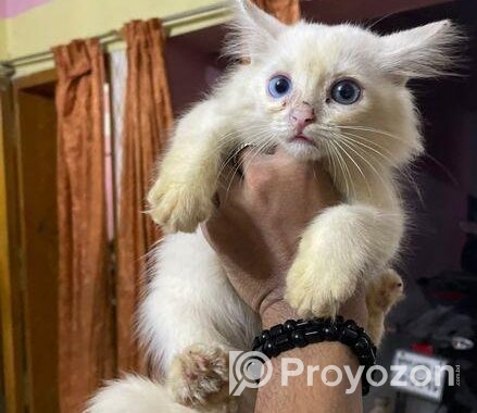 pure parshian cat odd eyes
