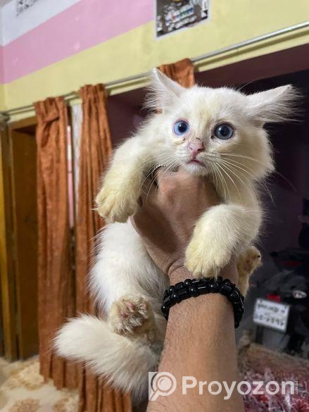 pure parshian cat odd eyes