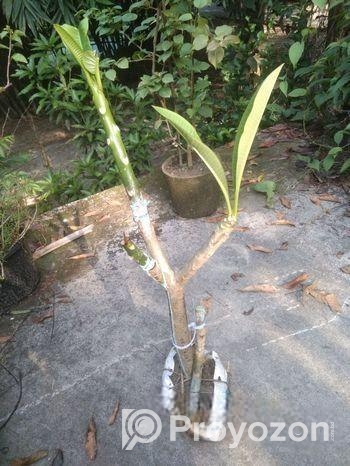 কাঠগোলা যাদের লাগবে