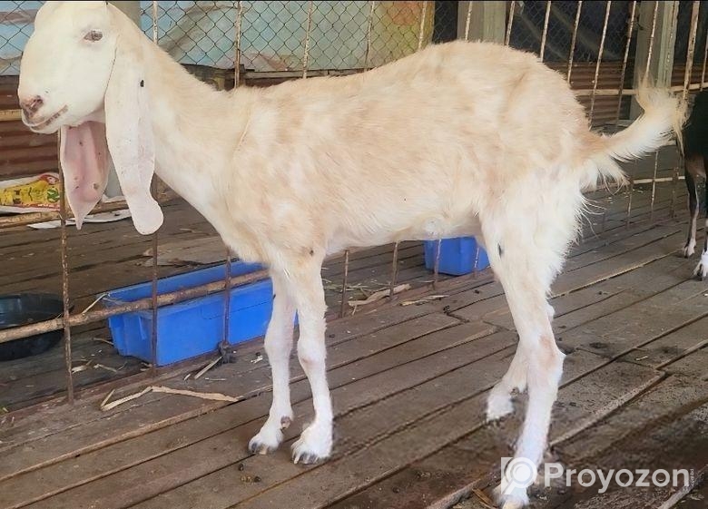 ছাগি বিক্রি হবে