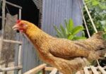 মুরগী বিক্রি