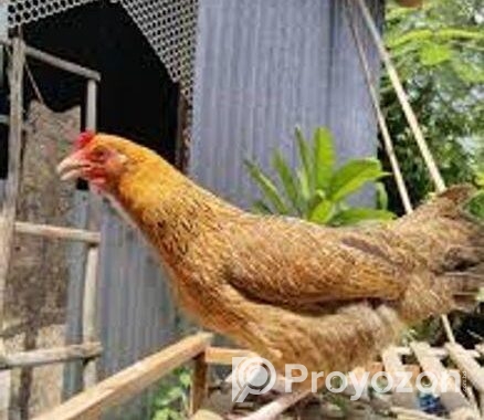 মুরগী বিক্রি