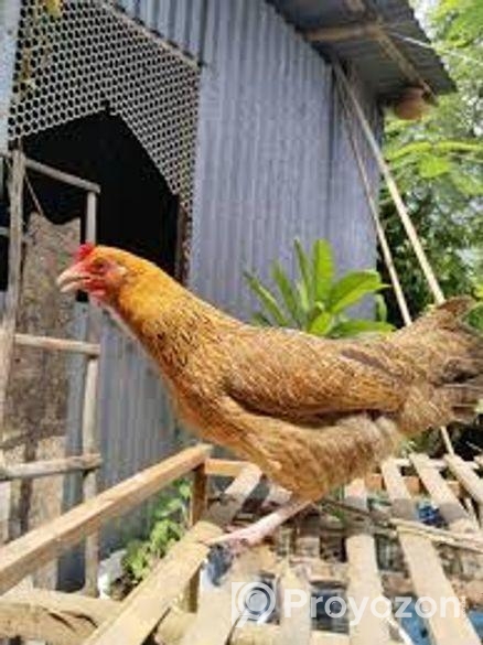 মুরগী বিক্রি