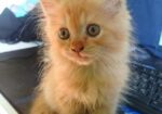 Traditional Persian Cat