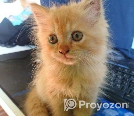 Traditional Persian Cat