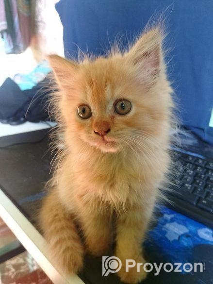 Traditional Persian Cat