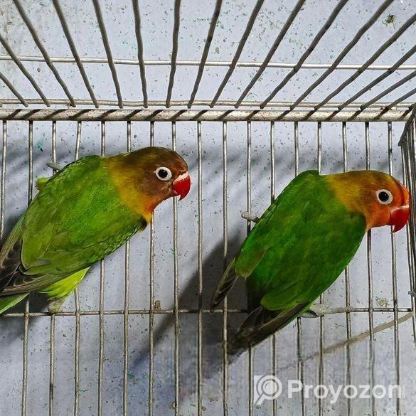 গ্রিন ফিসার লাভবার্ড