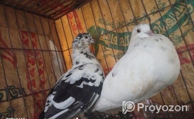রানিং কবুতর