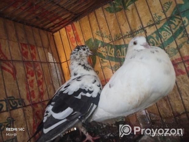 রানিং কবুতর