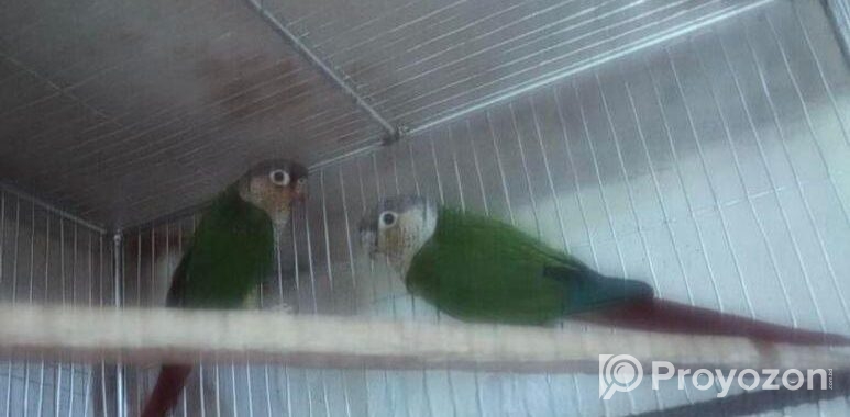 Green Check Conure
