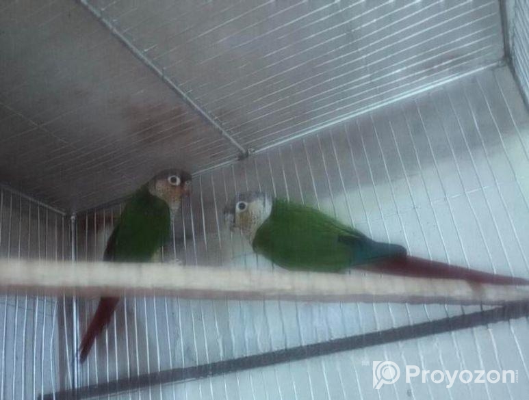 Green Check Conure