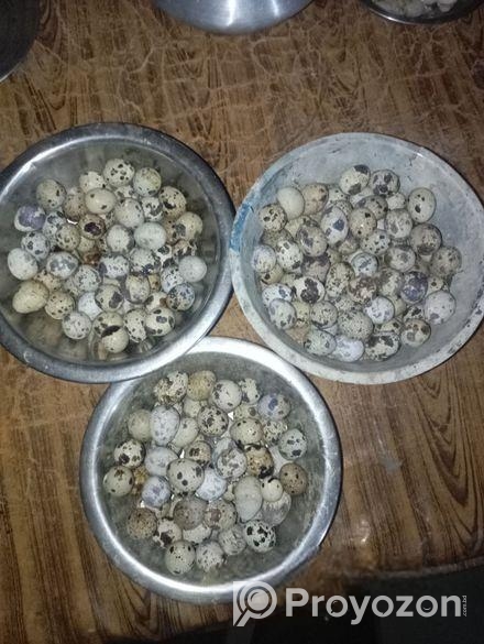 কোয়েল পাখির ডিম