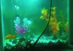 AQURIUM SELL