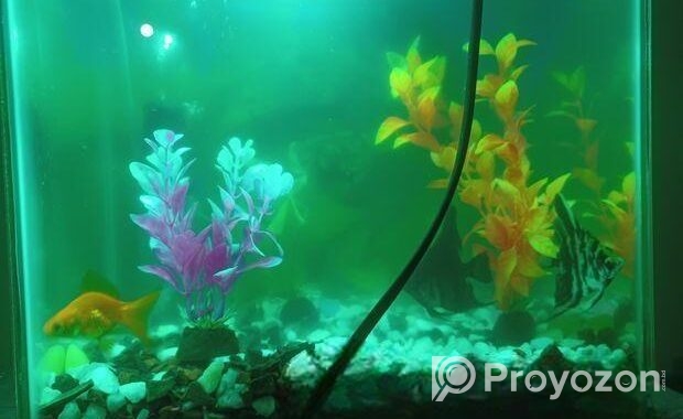 AQURIUM SELL
