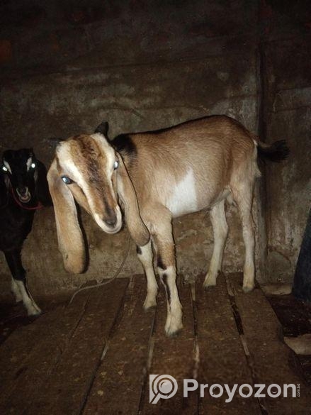 পাঠা ছাগল