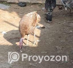 fitted-14_2025-10-26_18-20-34