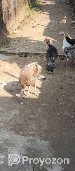 টার্কি মুরগ