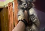 pure parshian cat odd eyes
