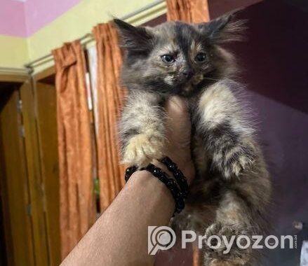 pure parshian cat odd eyes