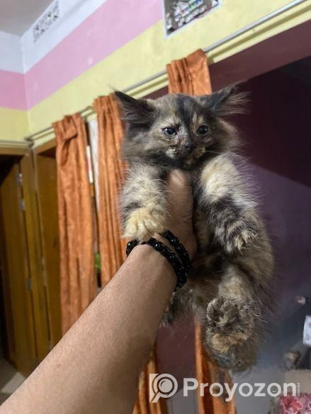 pure parshian cat odd eyes