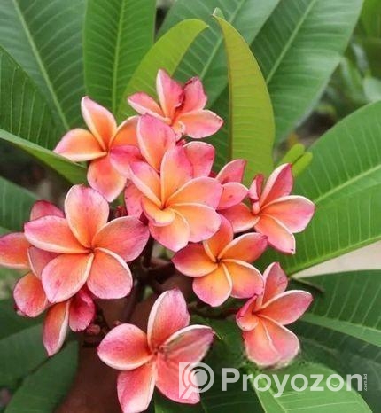 কাঠগোলা যাদের লাগবে