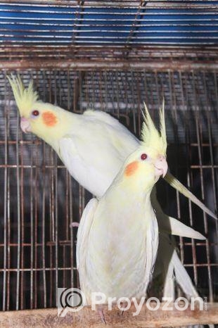 লোটিনো ককাটেইল