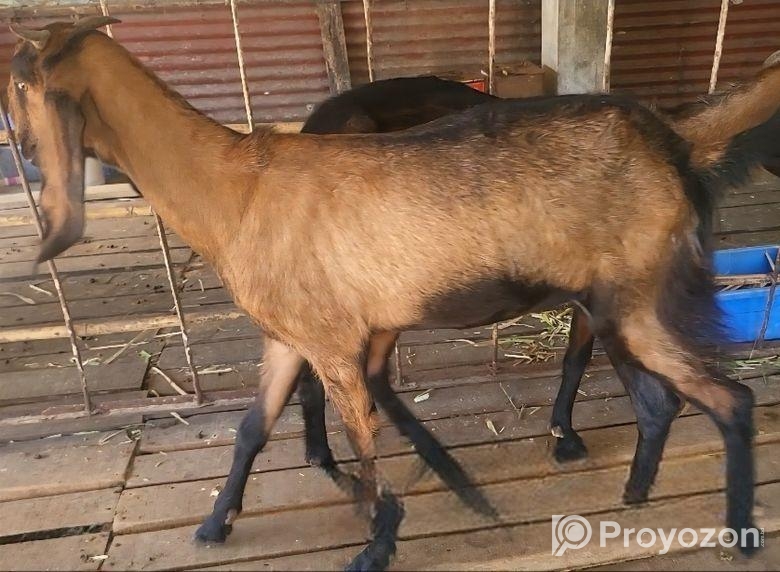 ছাগি বিক্রি হবে